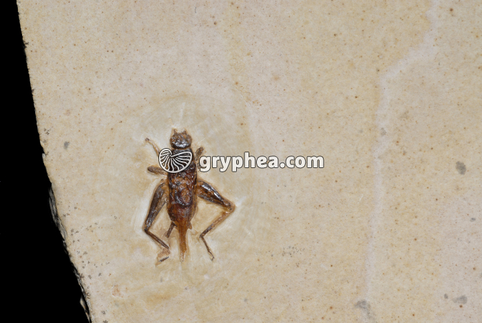 Insecte fossile (Orthoptère)  - gryphea.com